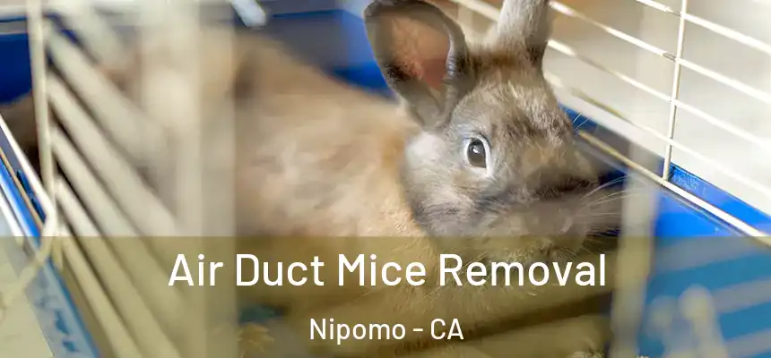 Air Duct Mice Removal Nipomo - CA